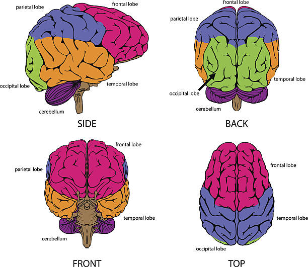 ilustrações de stock, clip art, desenhos animados e ícones de cérebro humano de todos os lados - frontal lobe