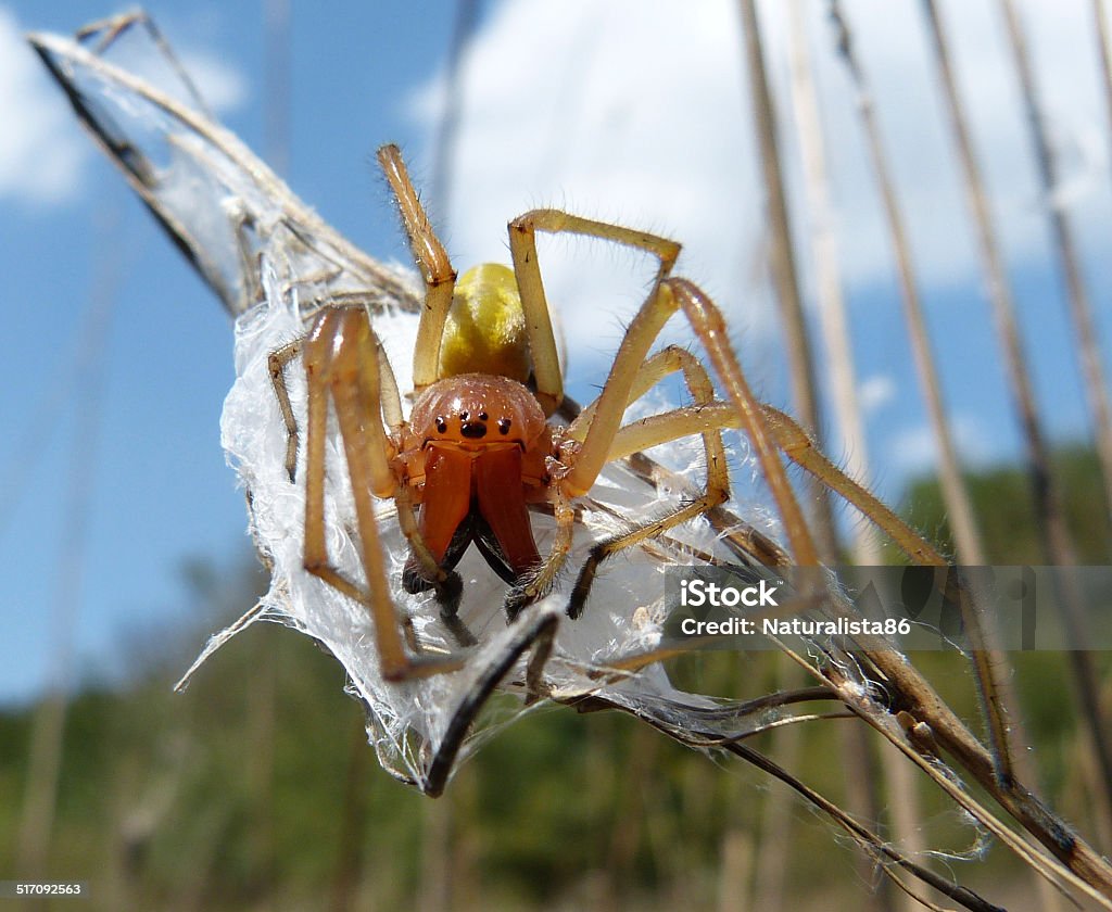 Cheiracanthium punctorium ("Yellow sac Spider") Cheiracanthium punctorium, one of several species commonly known as the yellow sac spider, is a spider found from central Europe to Central Asia.  Sac Stock Photo