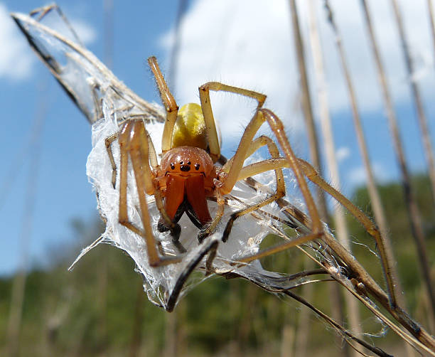 Cheiracanthium punctorium ("Yellow sac Spider") Cheiracanthium punctorium, one of several species commonly known as the yellow sac spider, is a spider found from central Europe to Central Asia.  yellow spider stock pictures, royalty-free photos & images