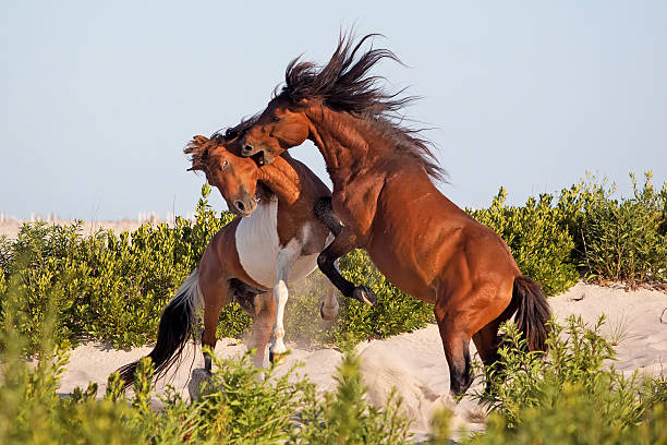 Wild ponies fighting stock photo