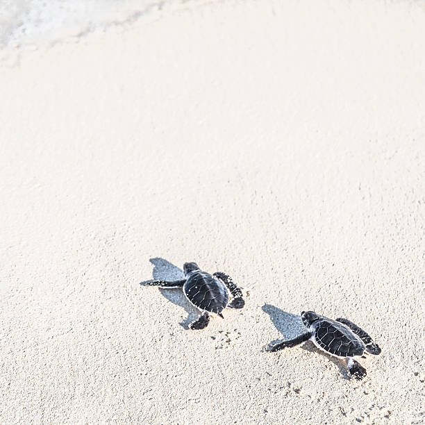 Dos tortugas recién nacido se llegar al mar.  Libertad concepto. - foto de stock