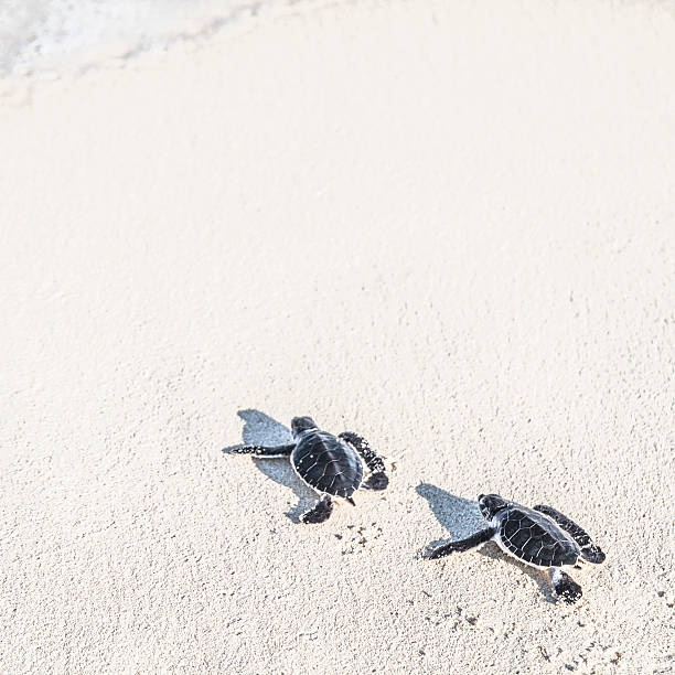 due tartarughe neonato sono di raggiungere il mare.  concetto di libertà. - turtle young animal beach sand foto e immagini stock