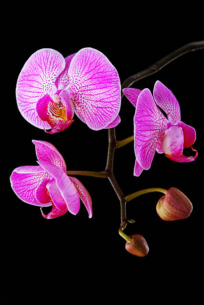 istock rosy beautiful orchid branch isolated on black background 517094523