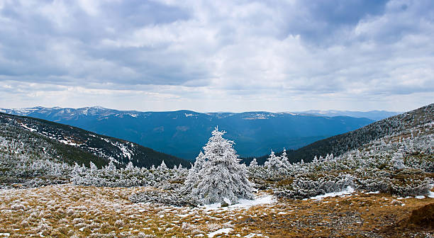 istock Beautiful winter landscape with snow covered fir 517094587