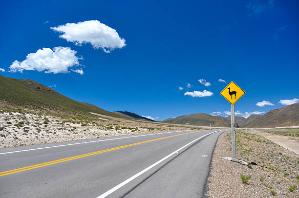 istock Traffic sign : Watch for  VIcunas!!, Bolivia 517094611