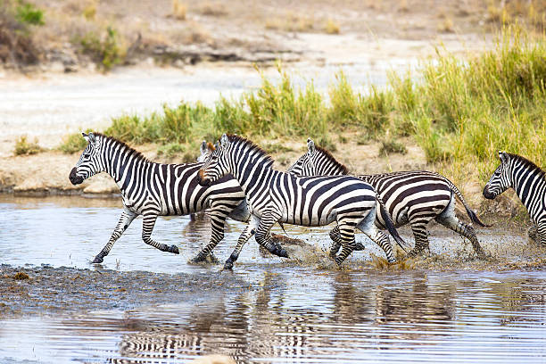 istock Zebras runs in the water 517094637