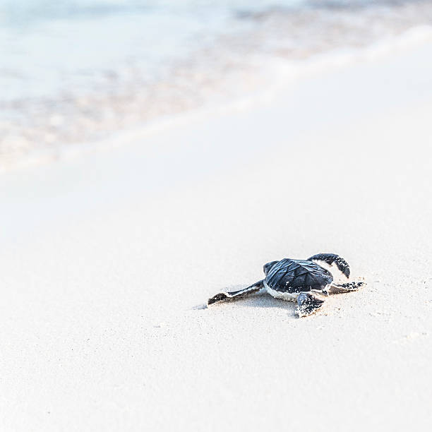 tartaruga marina neonato è di raggiungere il mare.  concetto di libertà. - sea turtle square shape square endangered species foto e immagini stock