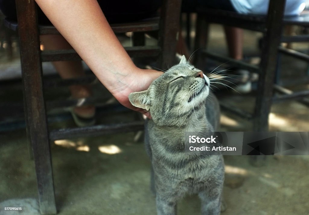 Person is petting a cat Person is petting a cat who enjoys very much Domestic Cat Stock Photo