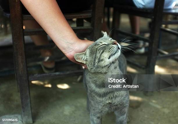 Person Is Petting A Cat Stock Photo - Download Image Now - Domestic Cat, Petting, Adult