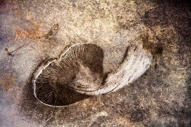 개척시대의 머시룸 - 끈적버섯과 이미지 뉴스 사진 이미지