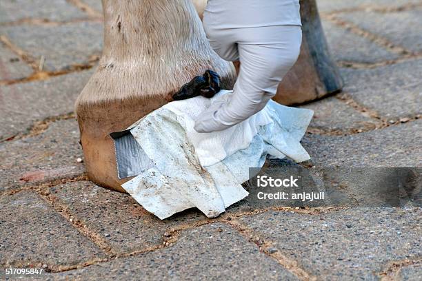 Leech Therapy Stock Photo - Download Image Now - Leech, Horse, Alternative Healthcare Worker