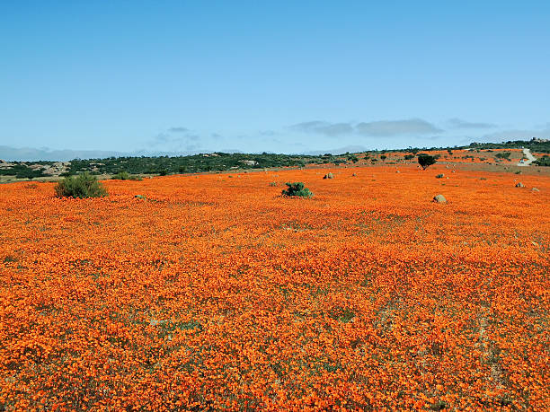 istock Dimorphotheca Sinuata. Each year the barren semi-desert Namaqual 517096462