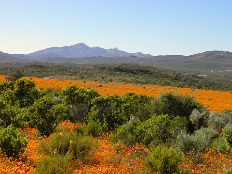 Dimorphotheca Sinuata. Each year the barren semi-desert Namaqualand landscape of open plains and harsh granite outcrops bursts into a kaleidoscope of brilliant colours with the first rains of spring.