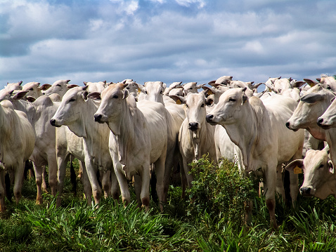 A group of Nelore cattle being herd through a field in a cattle farm in Brazil