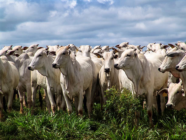 Herd A group of Nelore cattle being herd through a field in a cattle farm in Brazil herd stock pictures, royalty-free photos & images