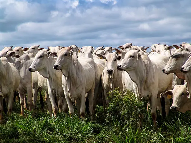 A group of Nelore cattle being herd through a field in a cattle farm in Brazil