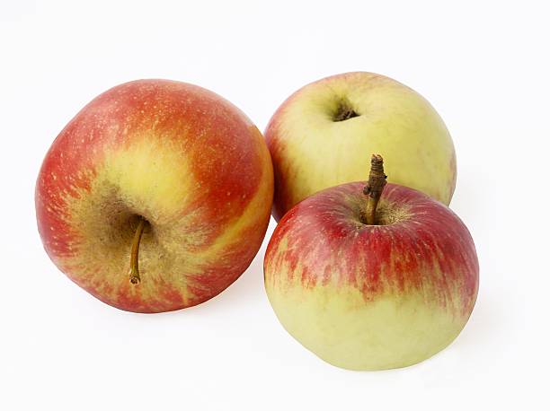 red and yellow sweet apples from orchard stock photo