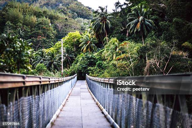 Bridge Over The River In Jungle Jamaica Stock Photo - Download Image Now - Jamaica, River, Bridge - Built Structure
