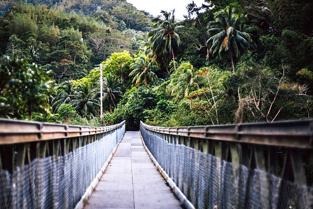 ponte sobre o rio na selva. jamaica. - tropical rainforest jamaica tropical climate rainforest imagens e fotografias de stock