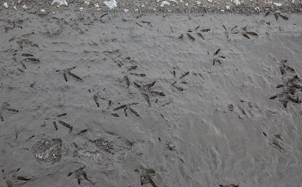 Mixed Tracks Turkey, human and vehickle traces on mud. opossum silhouette stock pictures, royalty-free photos & images