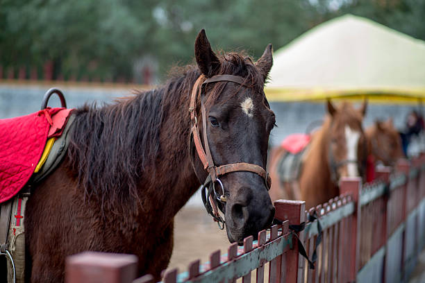 istock racing horse beside fence 517099350