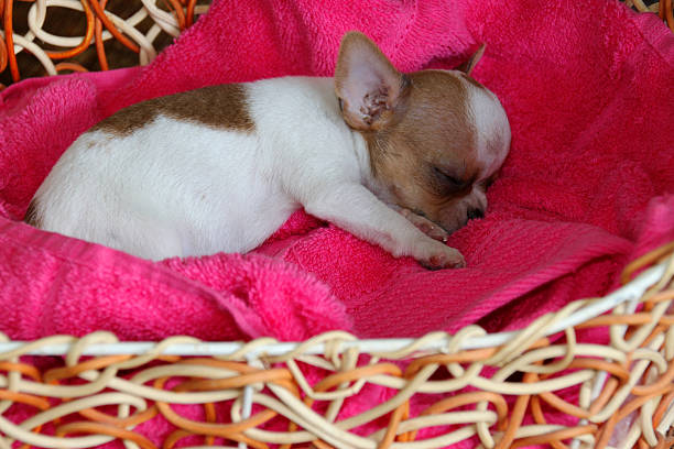 istock chihuahua puppy 517099352