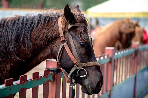 istock racing horse beside fence 517099532