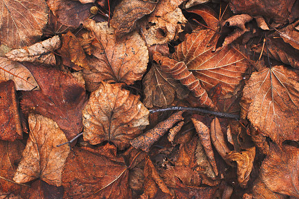 istock Vintage autumn leaves background 517099588