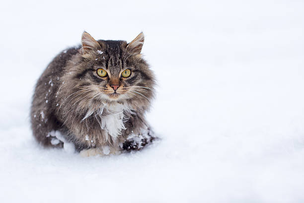 istock Freezing homeless cat in winter 517099806