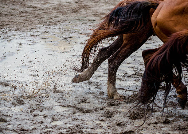 istock horse galloping on muddy ground 517099964