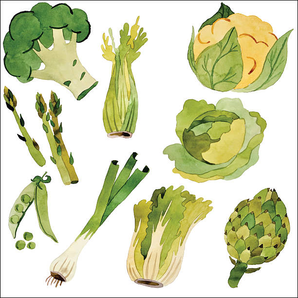 акварельные овощи, векторные - celery vegetable illustration and painting vector stock illustrations