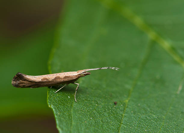 Lepidottero - foto stock