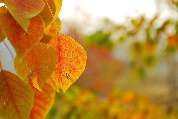 The sapium sebiferum tree leaves scenery in autumn.