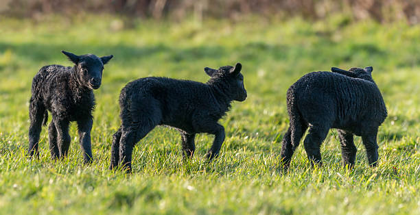 Three black lambs in Spring stock photo