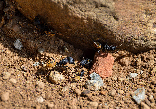 Balbyter Ants These large sugar ants are common residents in arid areas of South Africa tawny stock pictures, royalty-free photos & images