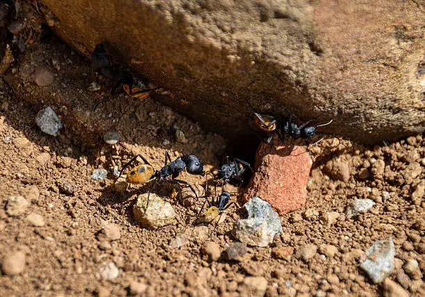 Photo of Balbyter Ants