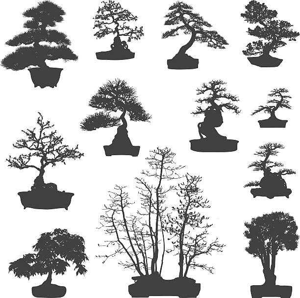 illustrations, cliparts, dessins animés et icônes de bonsaï silhouettes ensemble - bonsaï