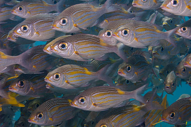 istock Shoal of Striped large-eye bream 517102332