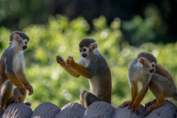 little monkeys playing on roof little monkeys playing on roof little monkeys playing on roof stock pictures, royalty-free photos & images
