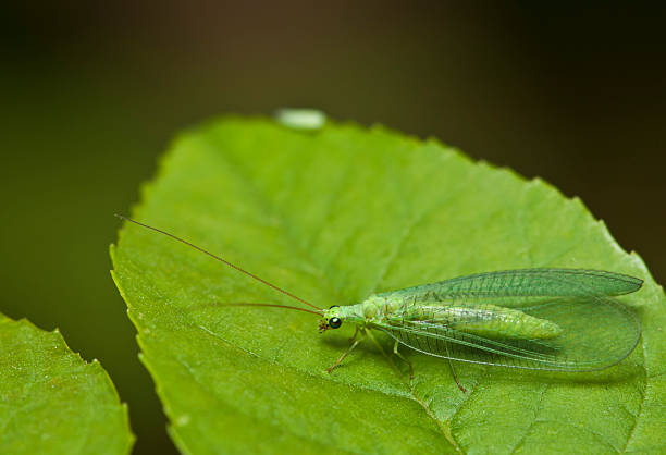 Chrysopa Peria - foto stock