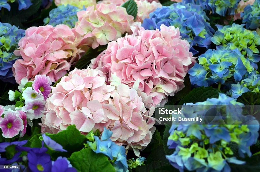 hydrangea plants in pink and blue hydrangea plants in pink and blue, spring Hydrangea Stock Photo