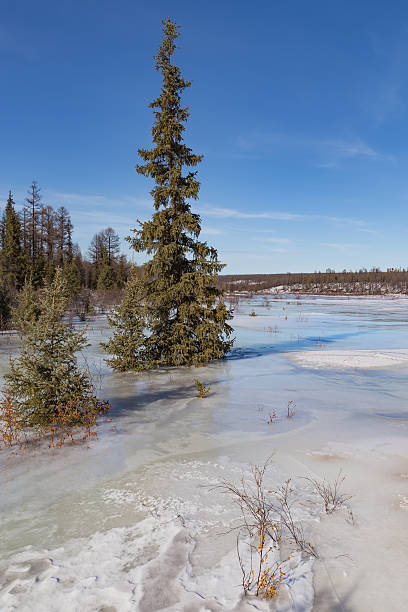 istock Spruce on the  river  on a clear spring day 517104276
