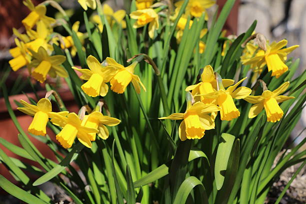 istock Narcissus pseudonarcissus in the park 517105074