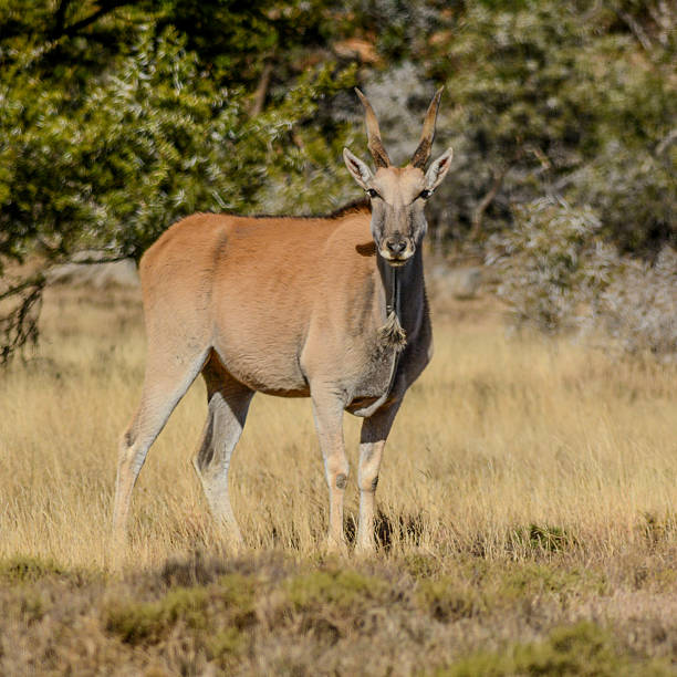 éland antilope - éland du cap photos et images de collection
