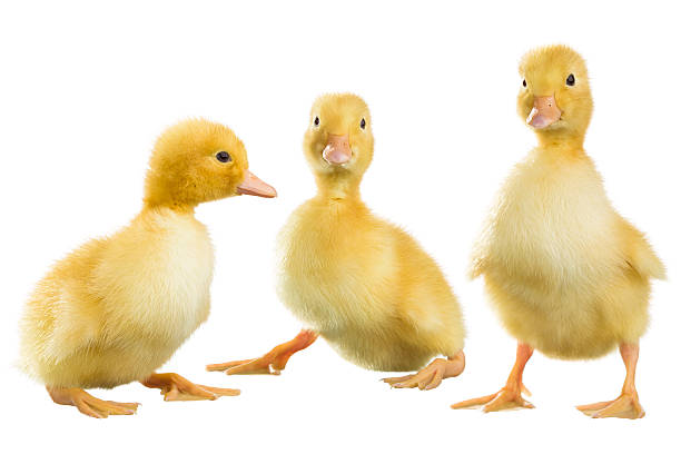 Yellow fluffy ducklings stock photo