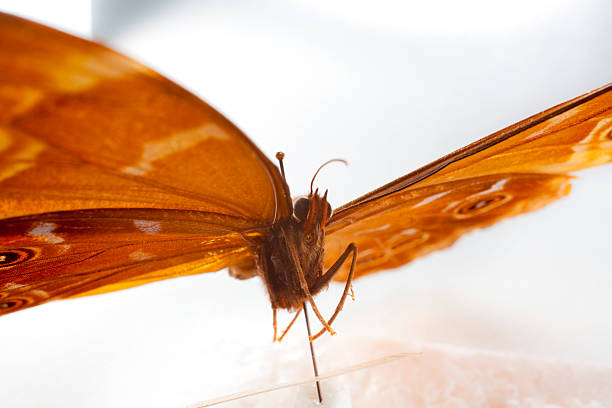istock Morpho butterfly in entomological display 517106798