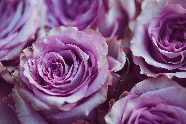 istock Purple rose flower bouquet vintage background 517107590