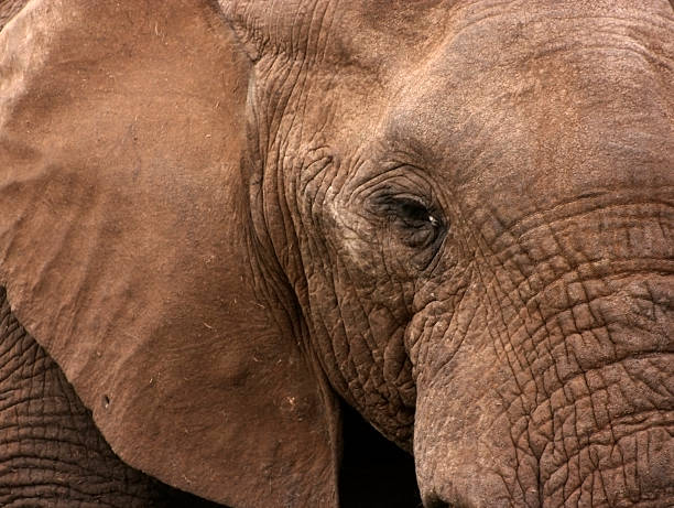 istock Close up of African Elephant 517107696