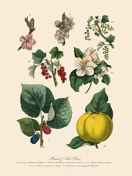 istock Fruit and Nut Trees of the Garden, Victorian Botanical Illustration 517107710