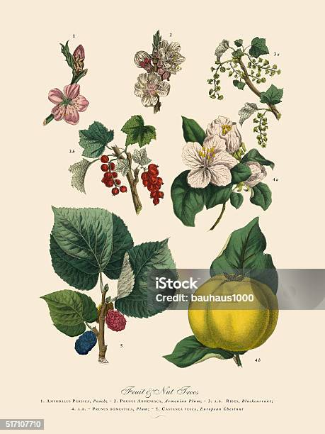 Fruit And Nut Trees Of The Garden Victorian Botanical Illustration Stock Illustration - Download Image Now